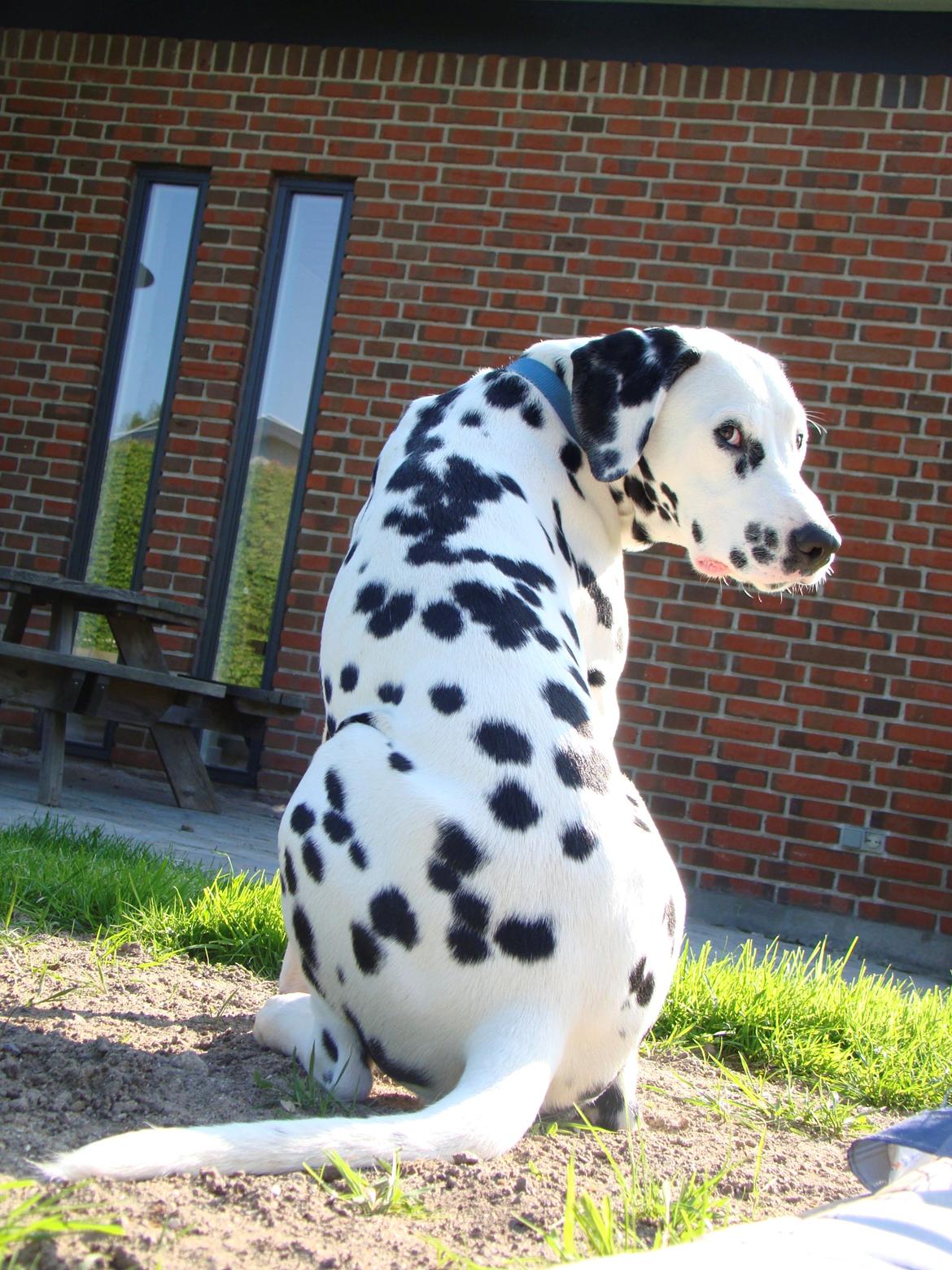 Dalmatiner Diego 'Flyttet' LÆS BESKRIVELSE billede 25