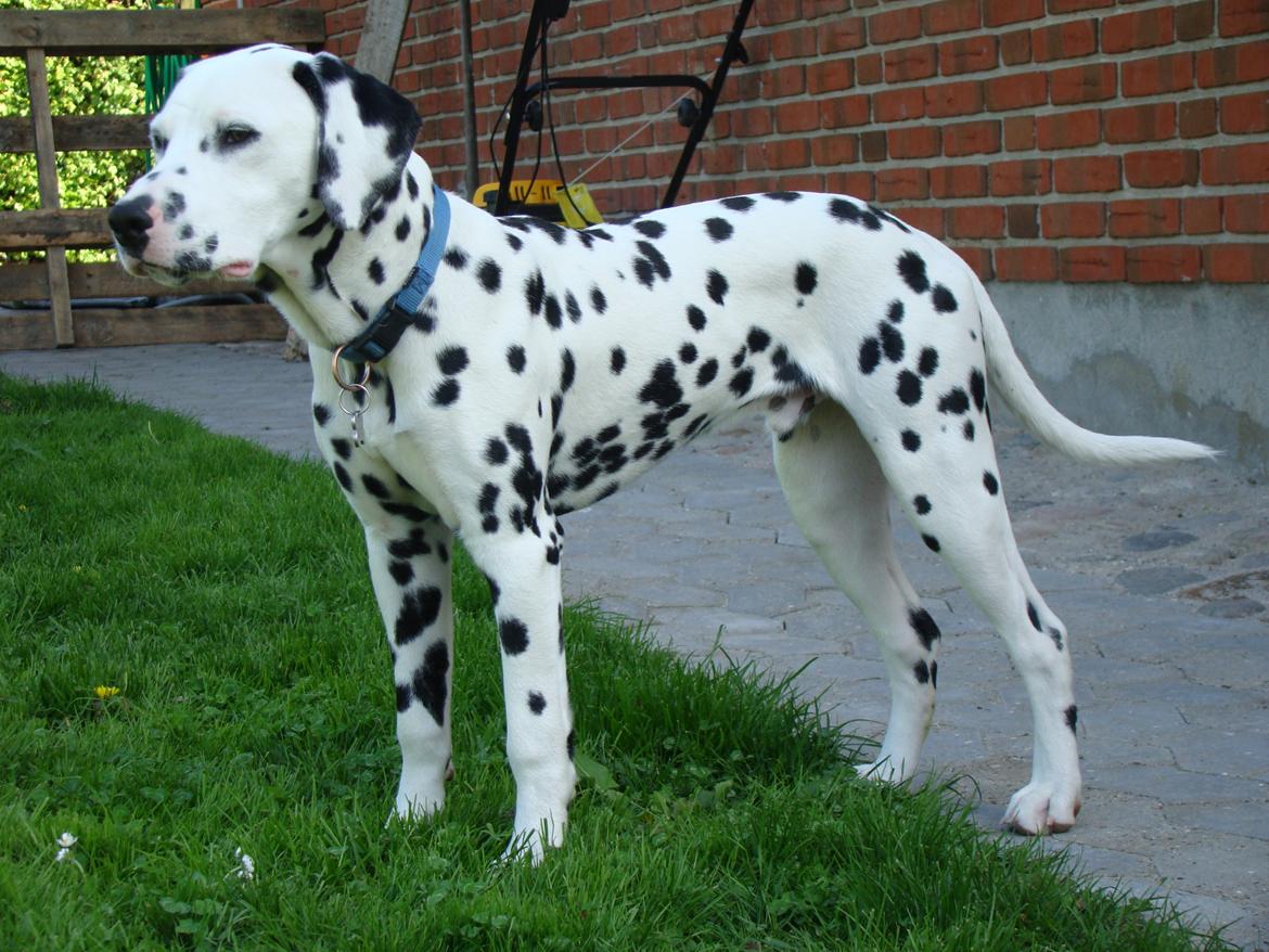 Dalmatiner Diego 'Flyttet' LÆS BESKRIVELSE billede 26