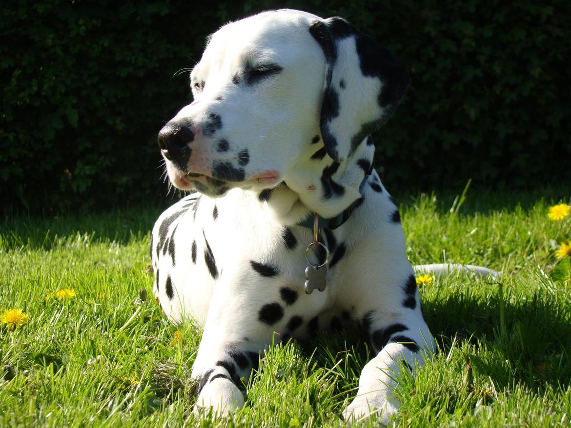 Dalmatiner Diego 'Flyttet' LÆS BESKRIVELSE billede 27