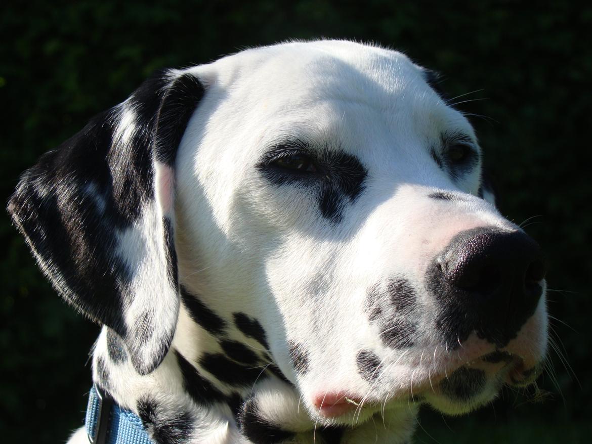 Dalmatiner Diego 'Flyttet' LÆS BESKRIVELSE billede 28