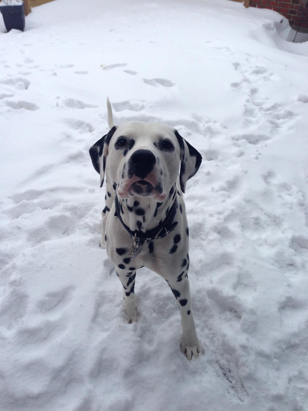 Dalmatiner Diego 'Flyttet' LÆS BESKRIVELSE billede 29