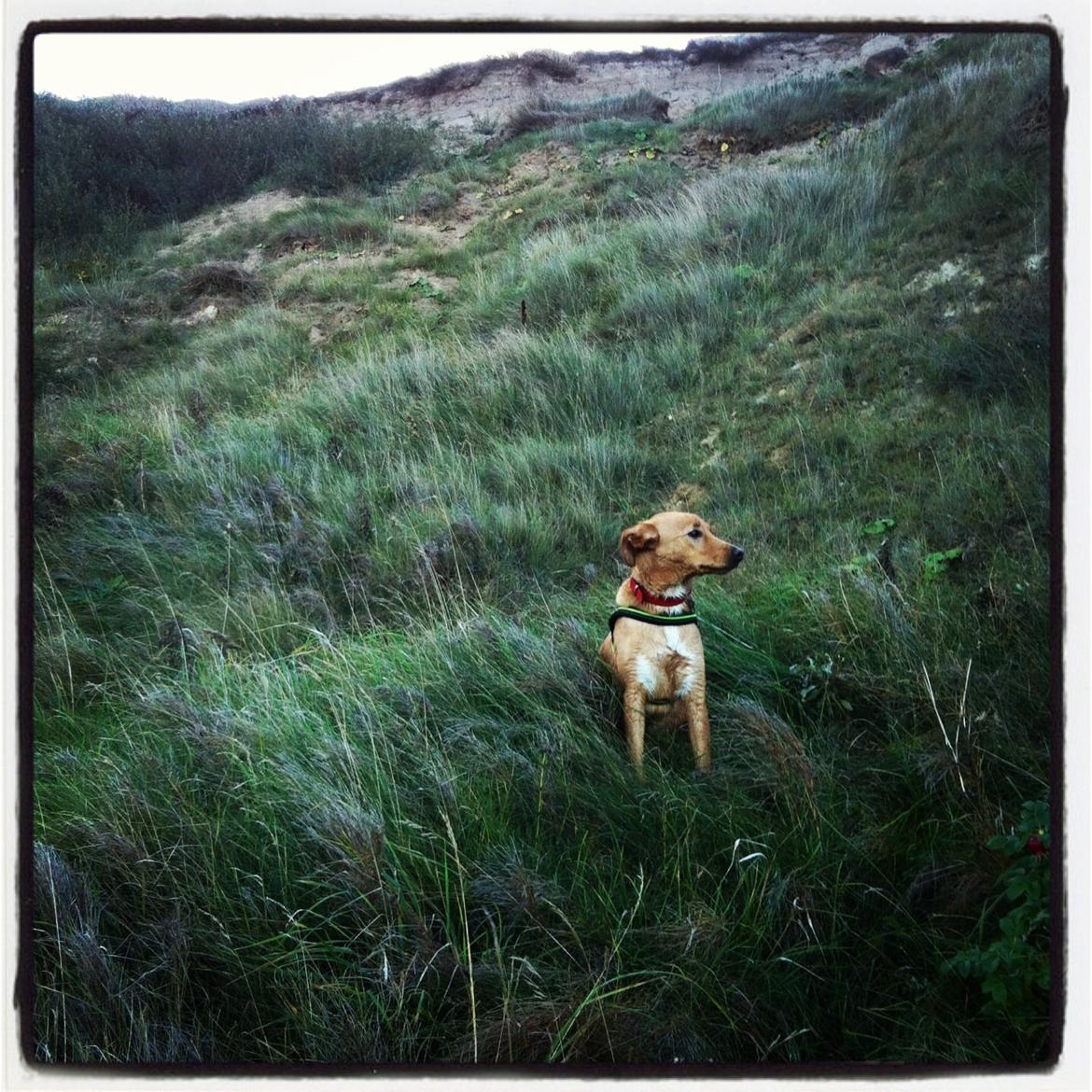 Blanding af racer Billy billede 4