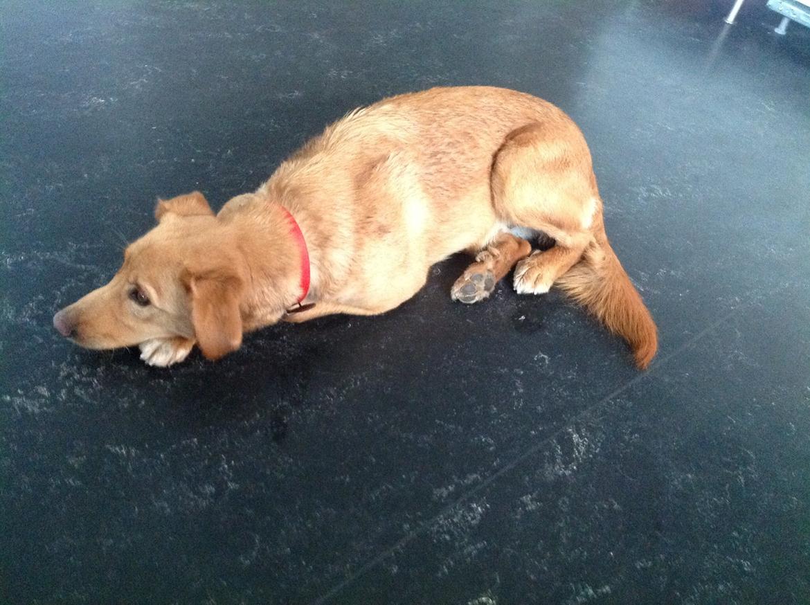 Blanding af racer Billy billede 2