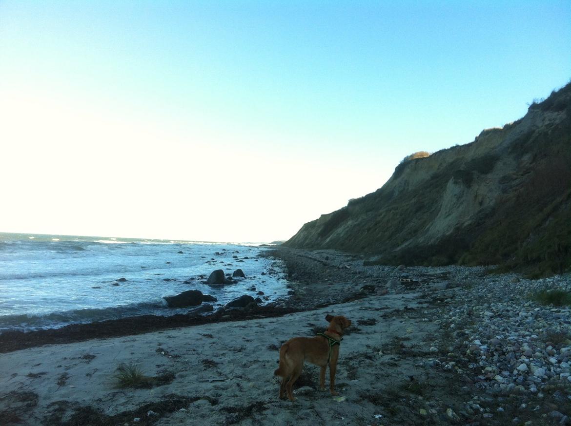 Blanding af racer Billy billede 7