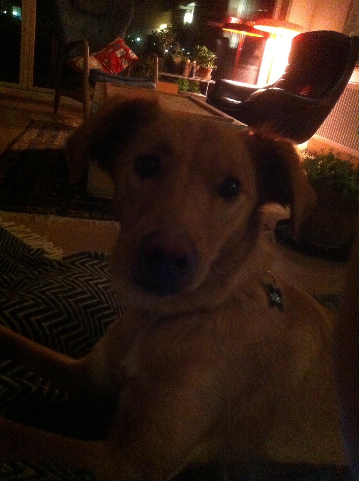 Blanding af racer Billy billede 12