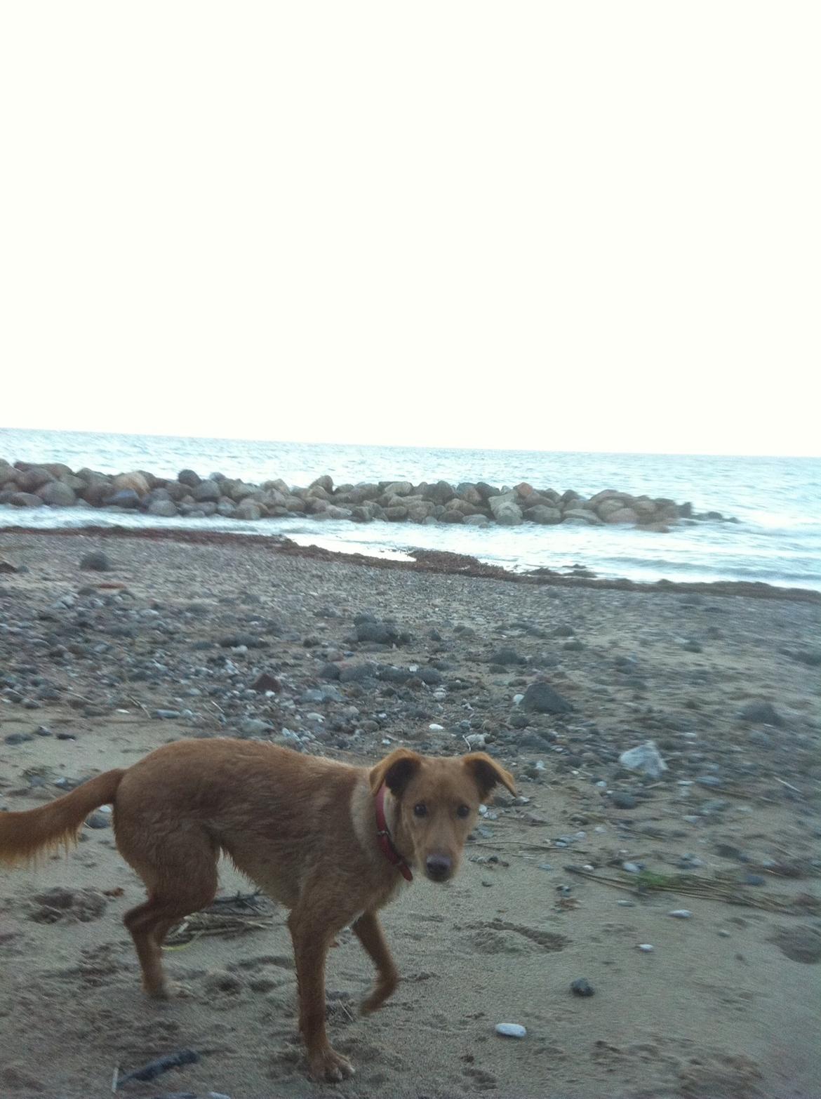 Blanding af racer Billy billede 11