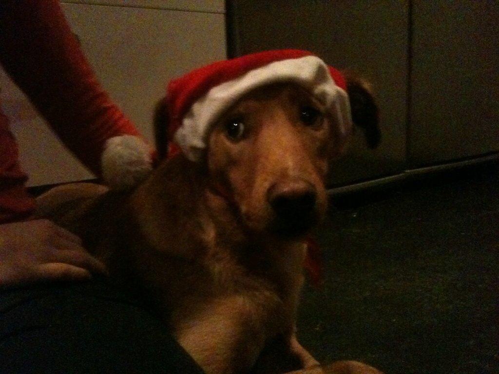 Blanding af racer Billy billede 8