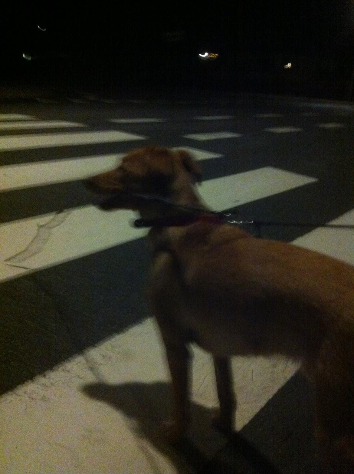 Blanding af racer Billy billede 19