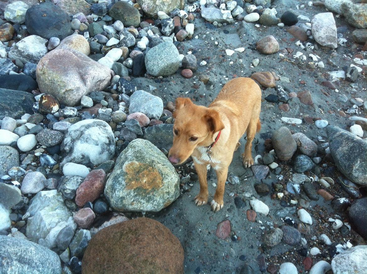 Blanding af racer Billy billede 5