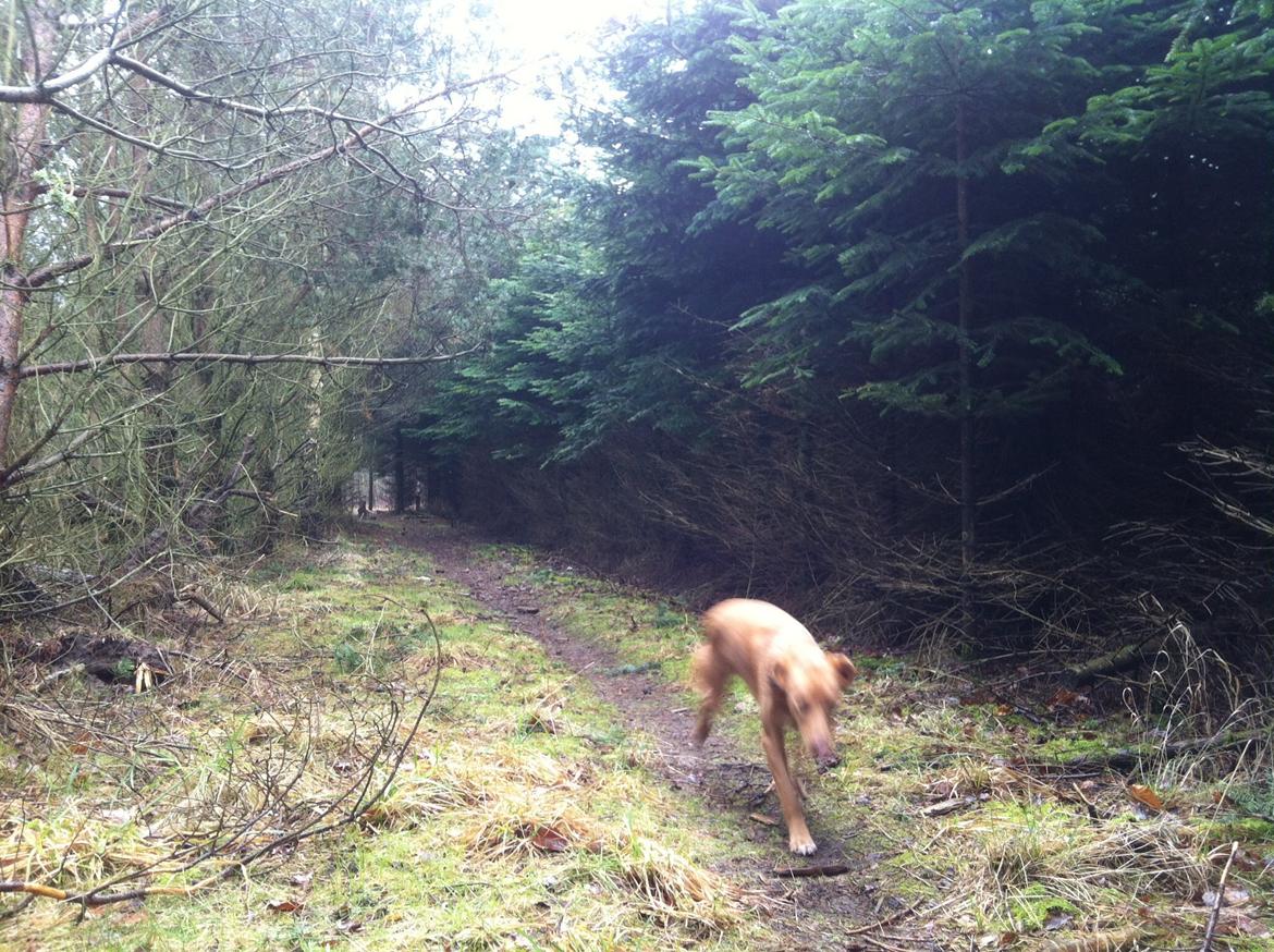 Blanding af racer Billy billede 15