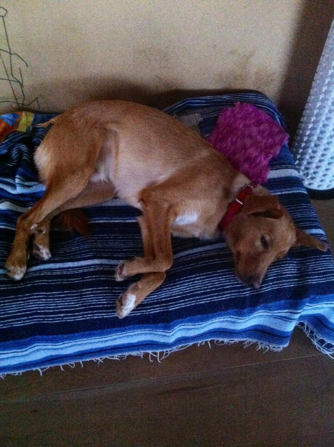 Blanding af racer Billy billede 16