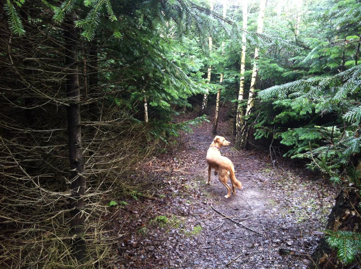 Blanding af racer Billy billede 9