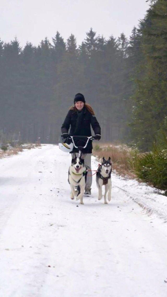 Siberian husky Miriel billede 47