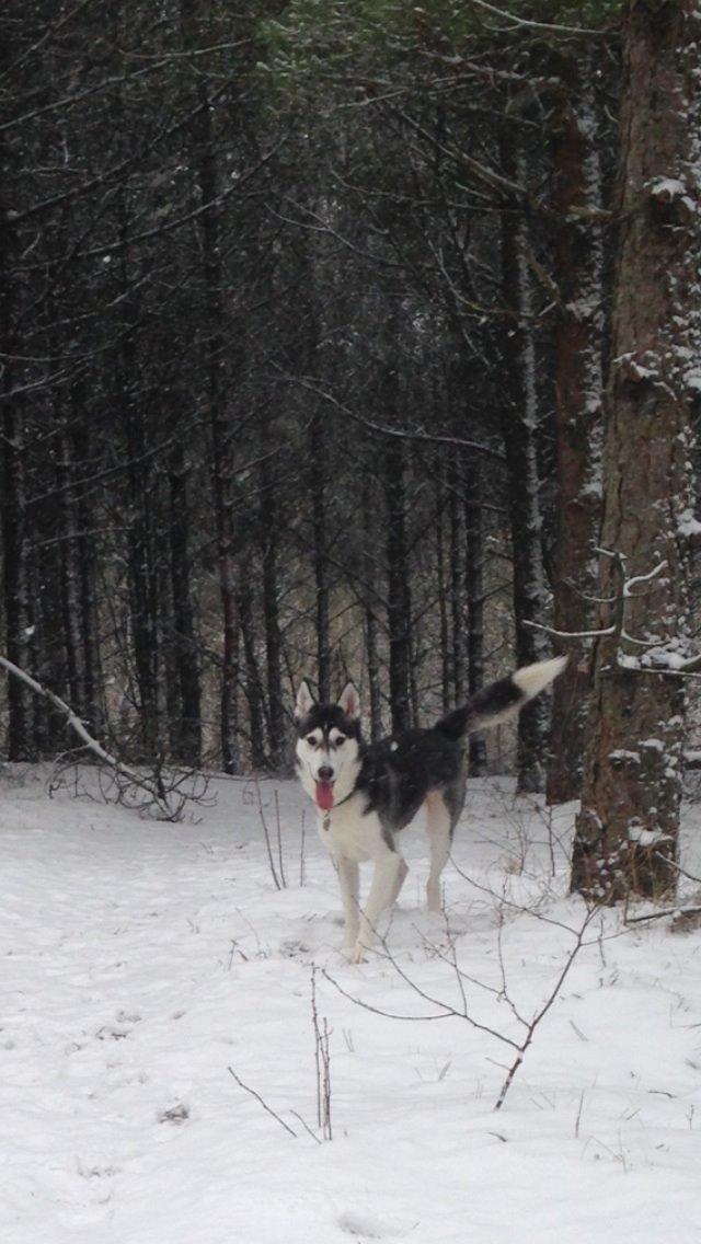 Siberian husky Miriel billede 48