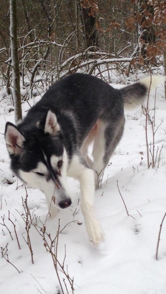 Siberian husky Miriel billede 49