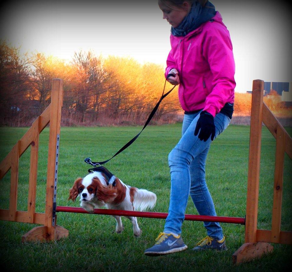 Cavalier king charles spaniel Charlie billede 28