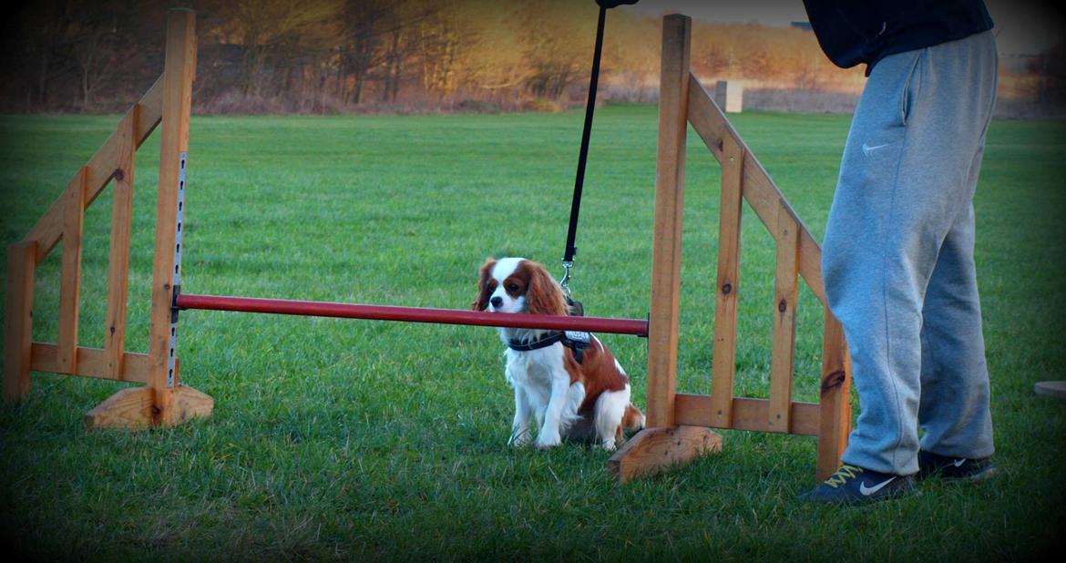 Cavalier king charles spaniel Charlie billede 32