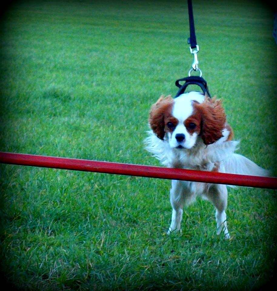 Cavalier king charles spaniel Charlie billede 33