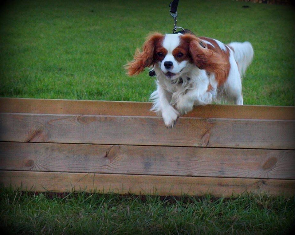 Cavalier king charles spaniel Charlie billede 36