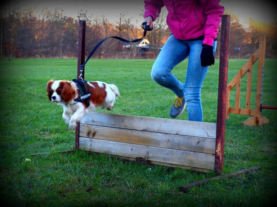 Cavalier king charles spaniel Charlie billede 38