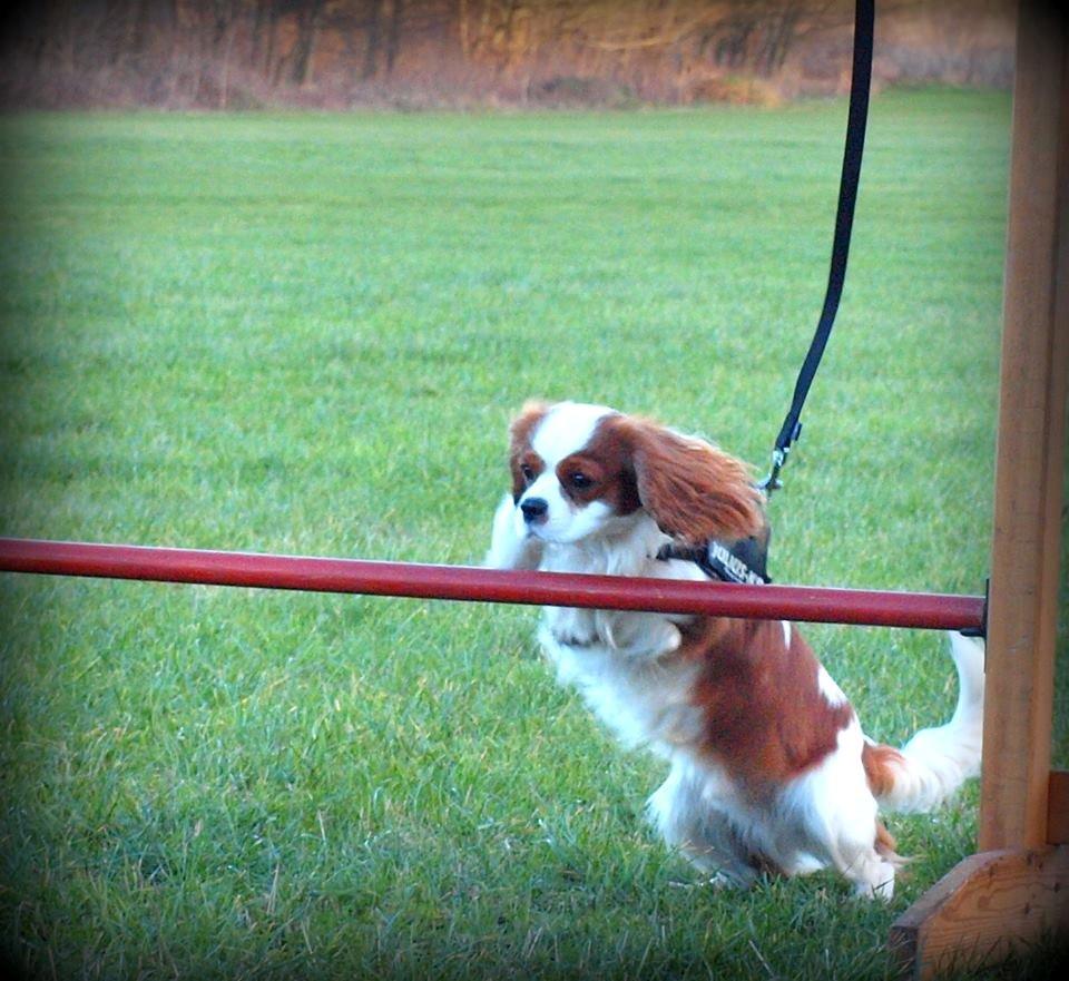 Cavalier king charles spaniel Charlie billede 41