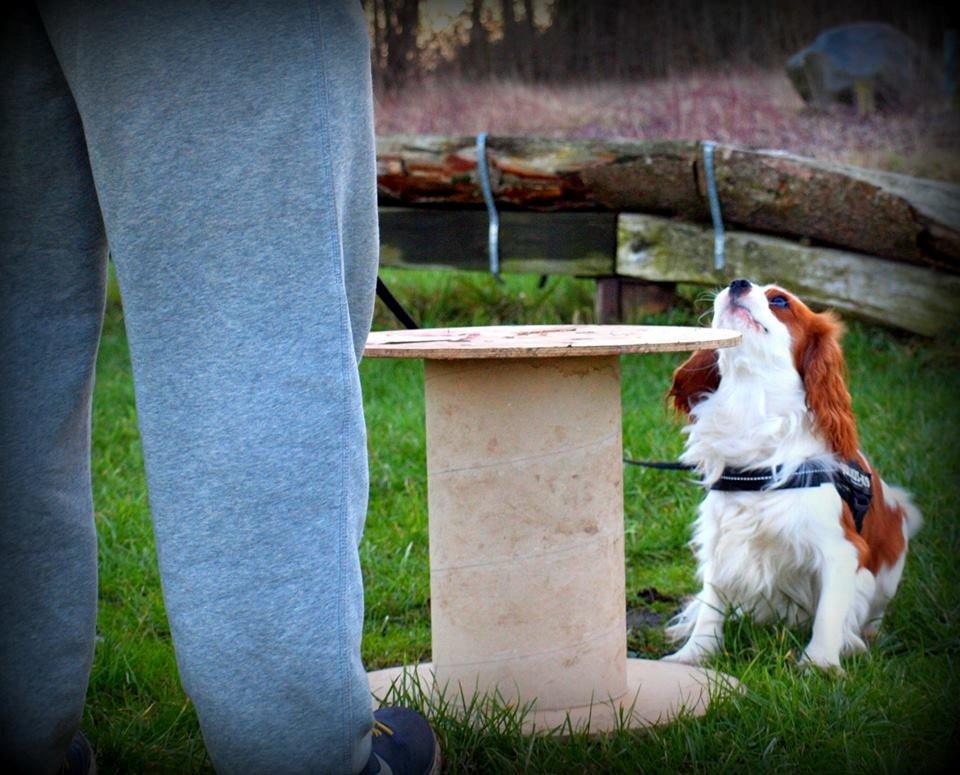 Cavalier king charles spaniel Charlie billede 39