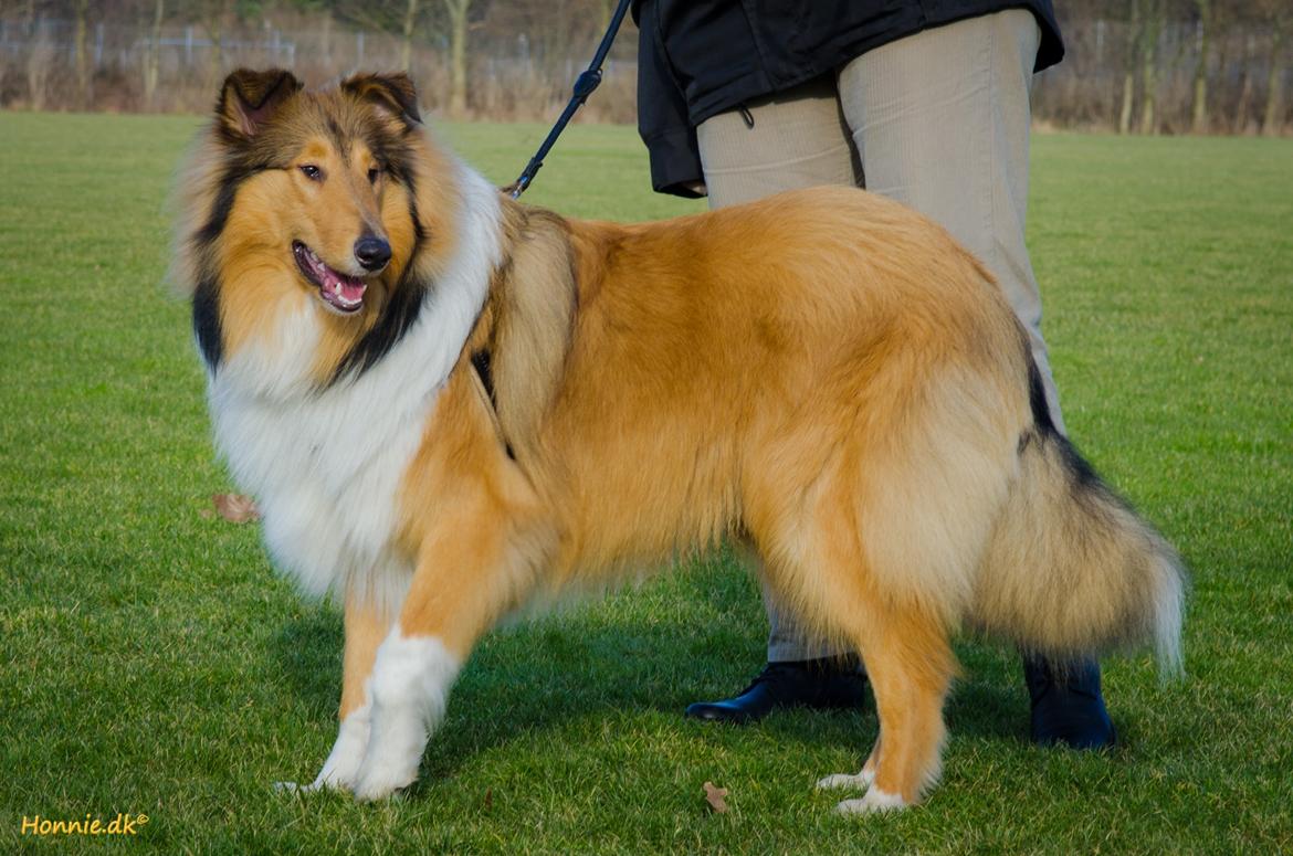 Collie langhåret Ebony Moor´s Charismatic Cato - Cato 8½ mdr - d. 14.02.2014 billede 24