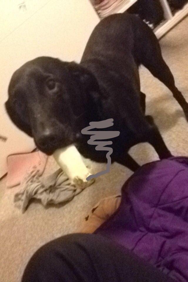 Labrador retriever Carlos billede 2