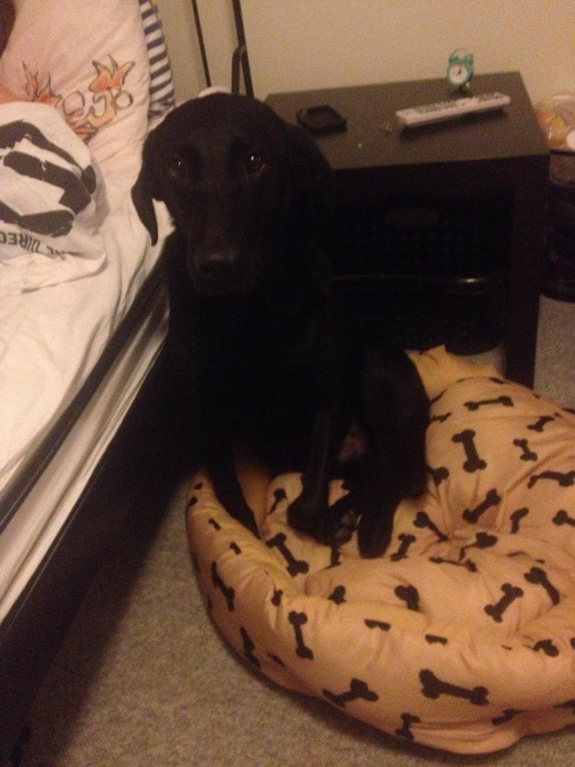 Labrador retriever Carlos billede 3