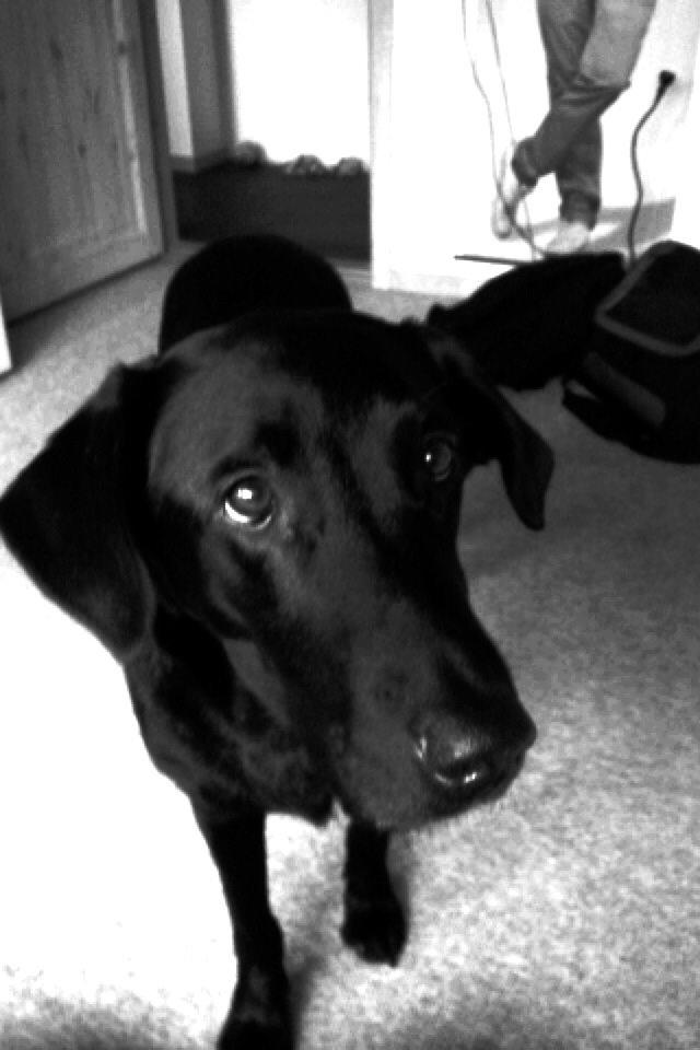 Labrador retriever Carlos billede 4