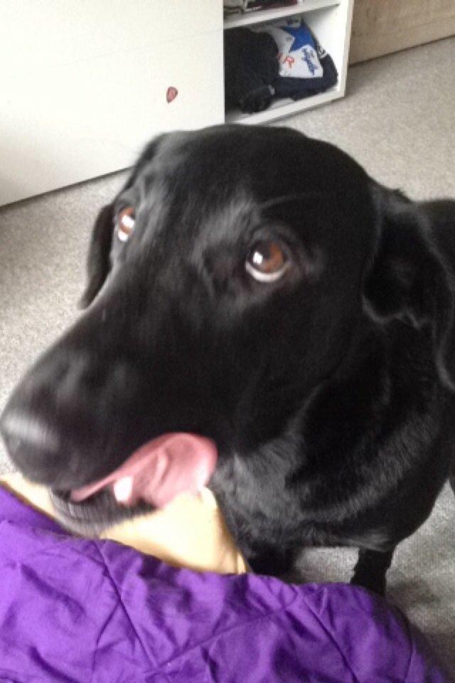 Labrador retriever Carlos billede 6