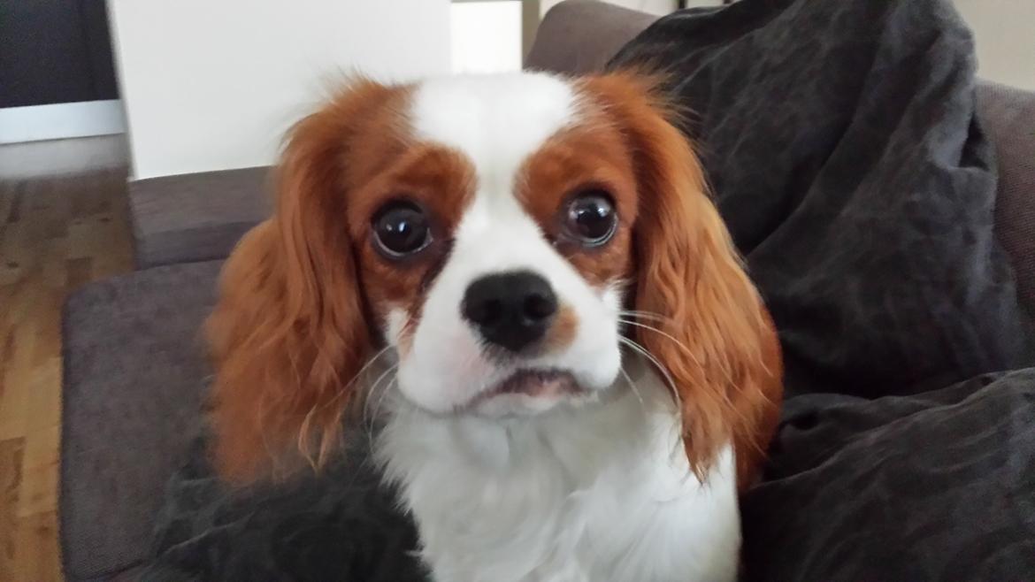 Cavalier king charles spaniel Charlie billede 42