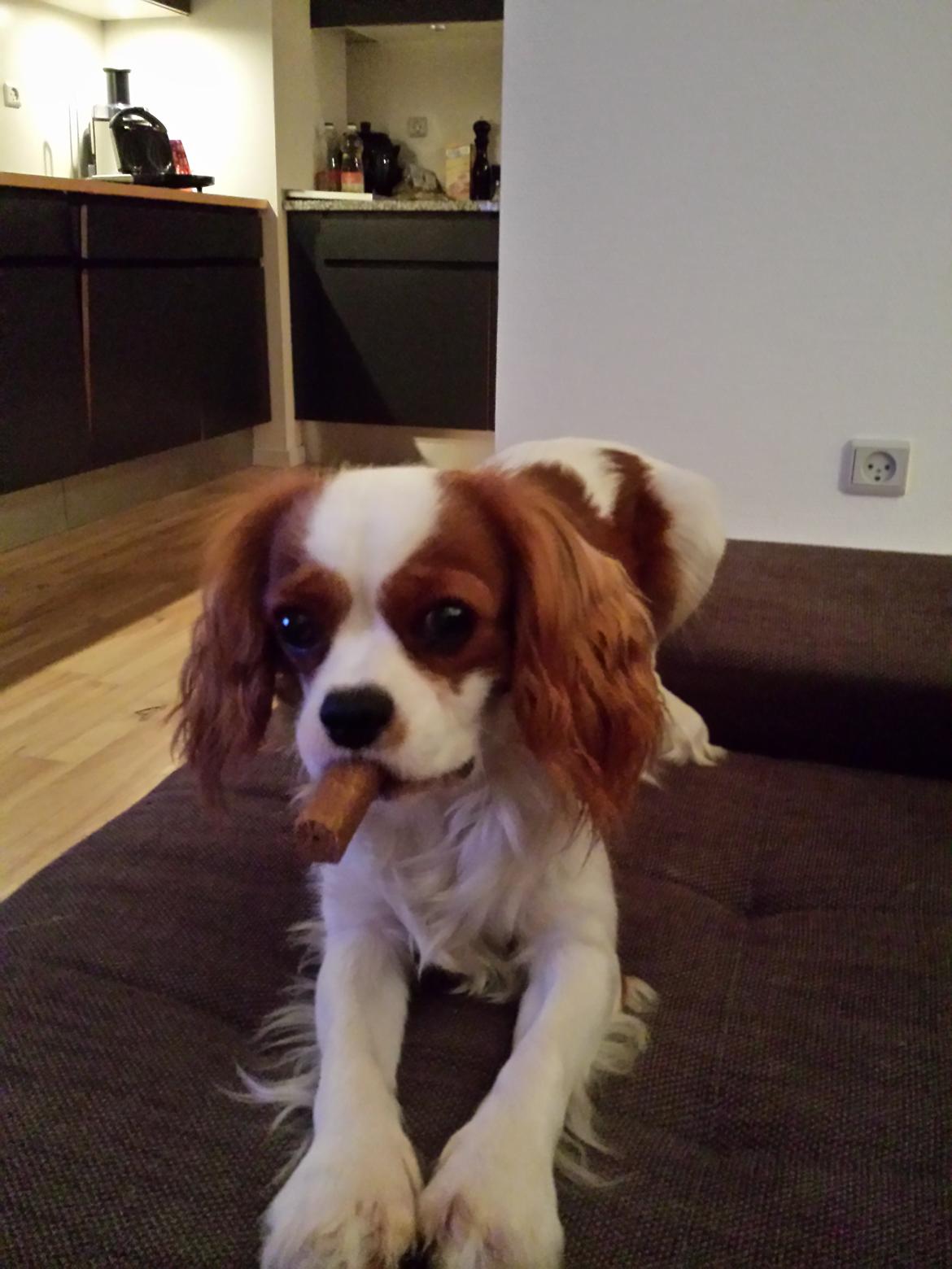 Cavalier king charles spaniel Charlie billede 45