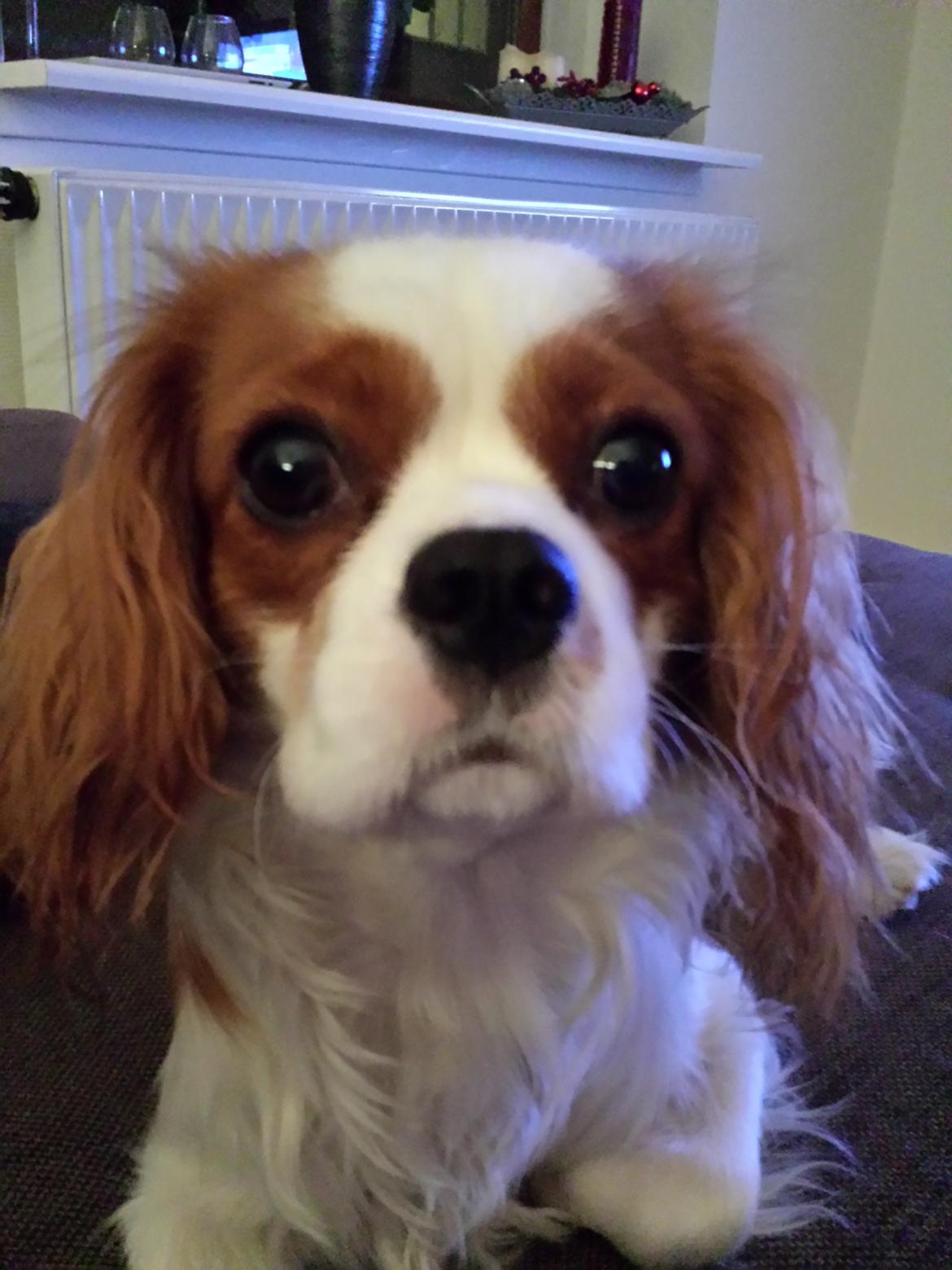 Cavalier king charles spaniel Charlie billede 46