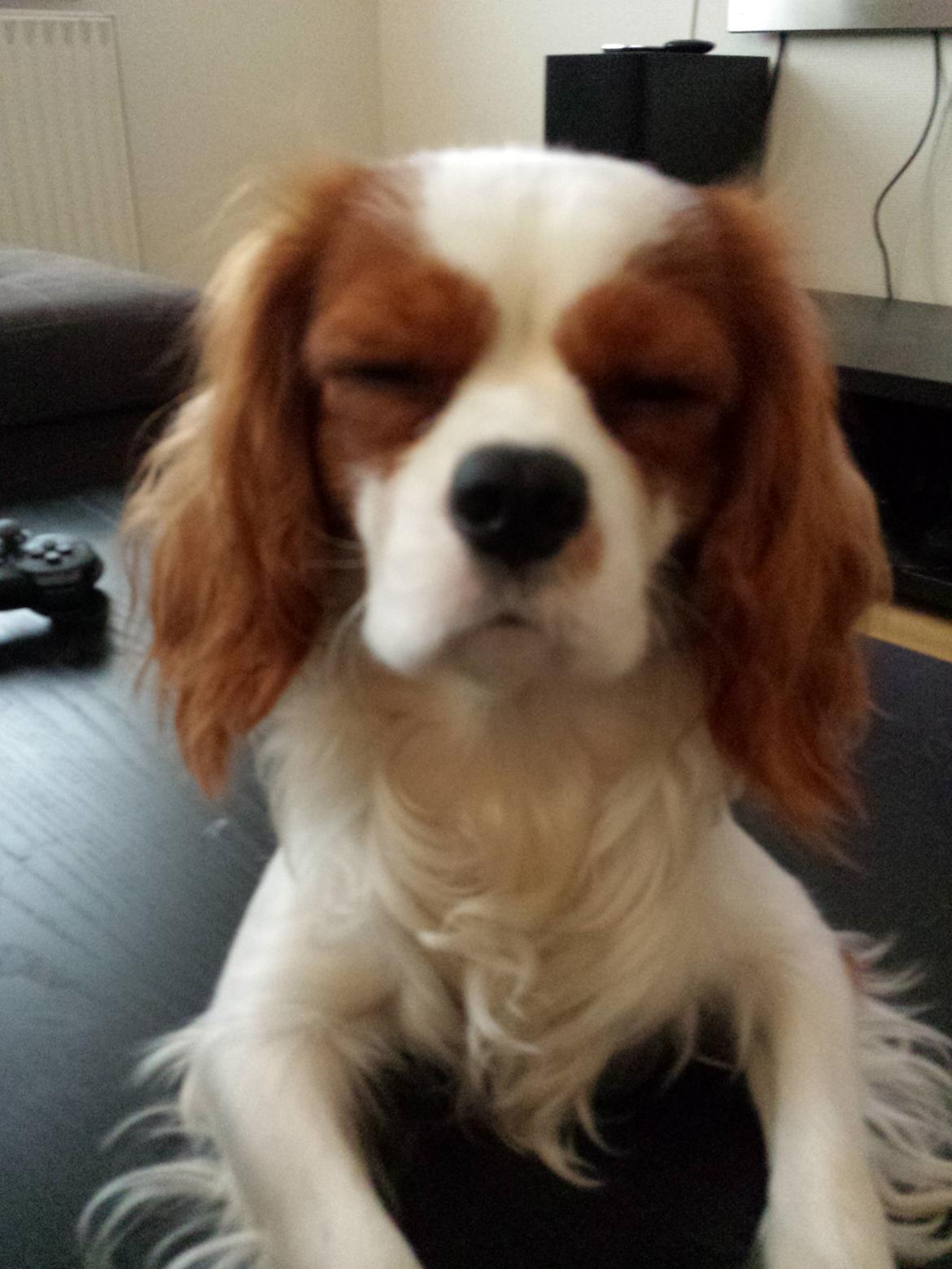 Cavalier king charles spaniel Charlie billede 47