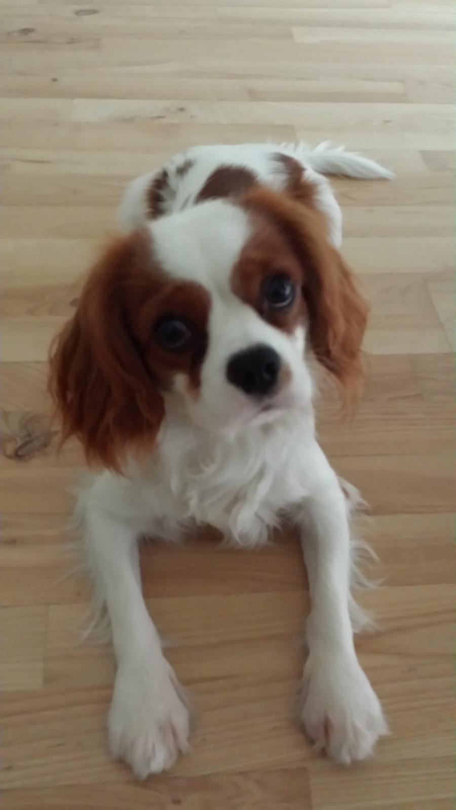 Cavalier king charles spaniel Charlie billede 43