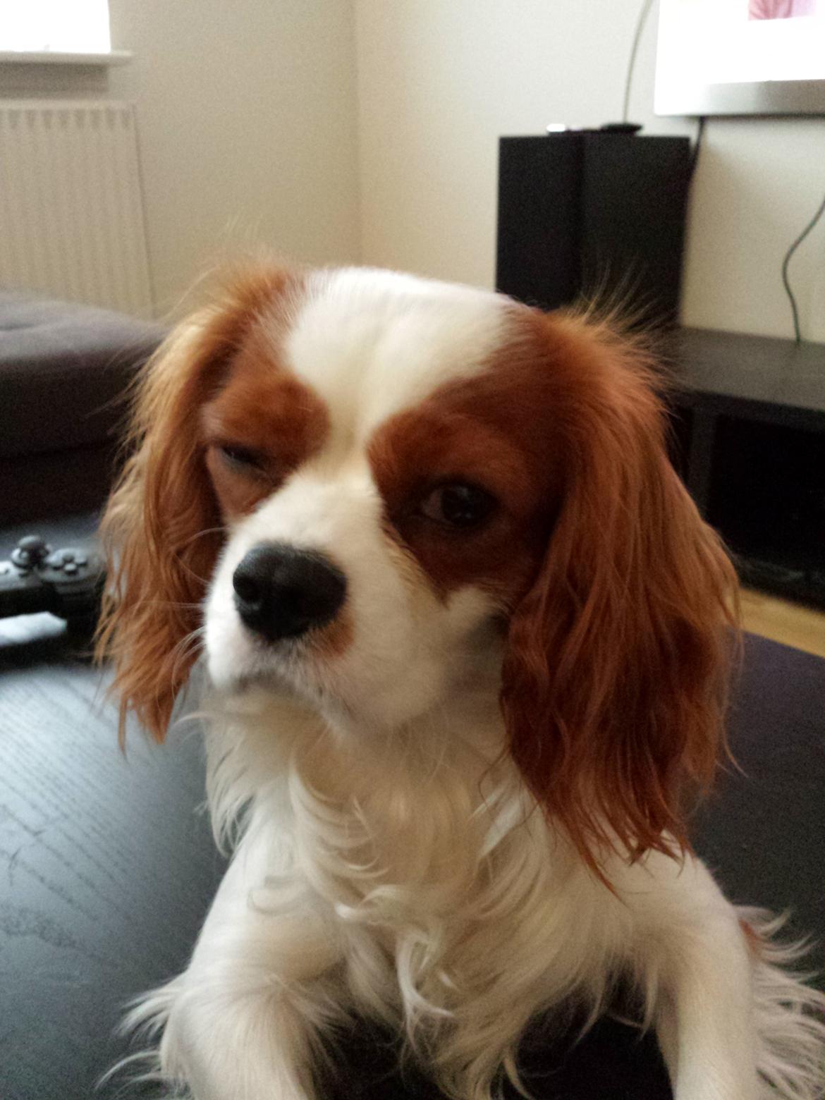 Cavalier king charles spaniel Charlie billede 48