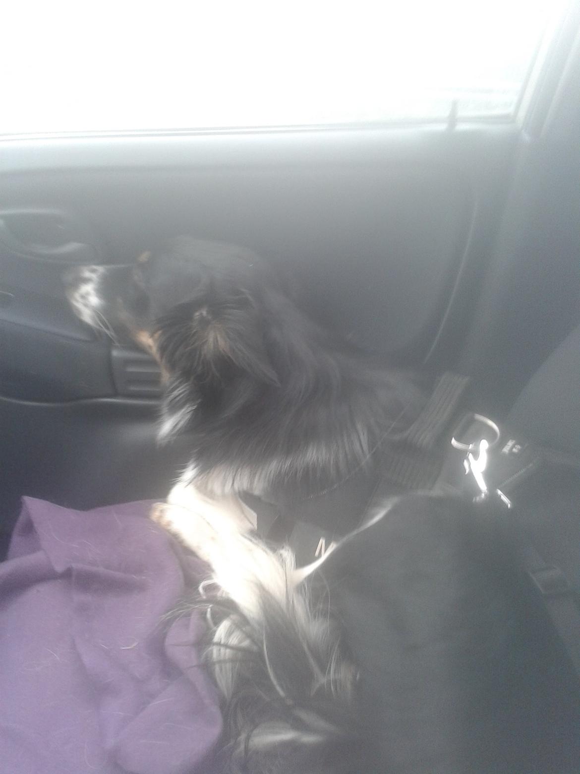 Border collie Mille - Man bliver meget træt efter en gang agility :) billede 2