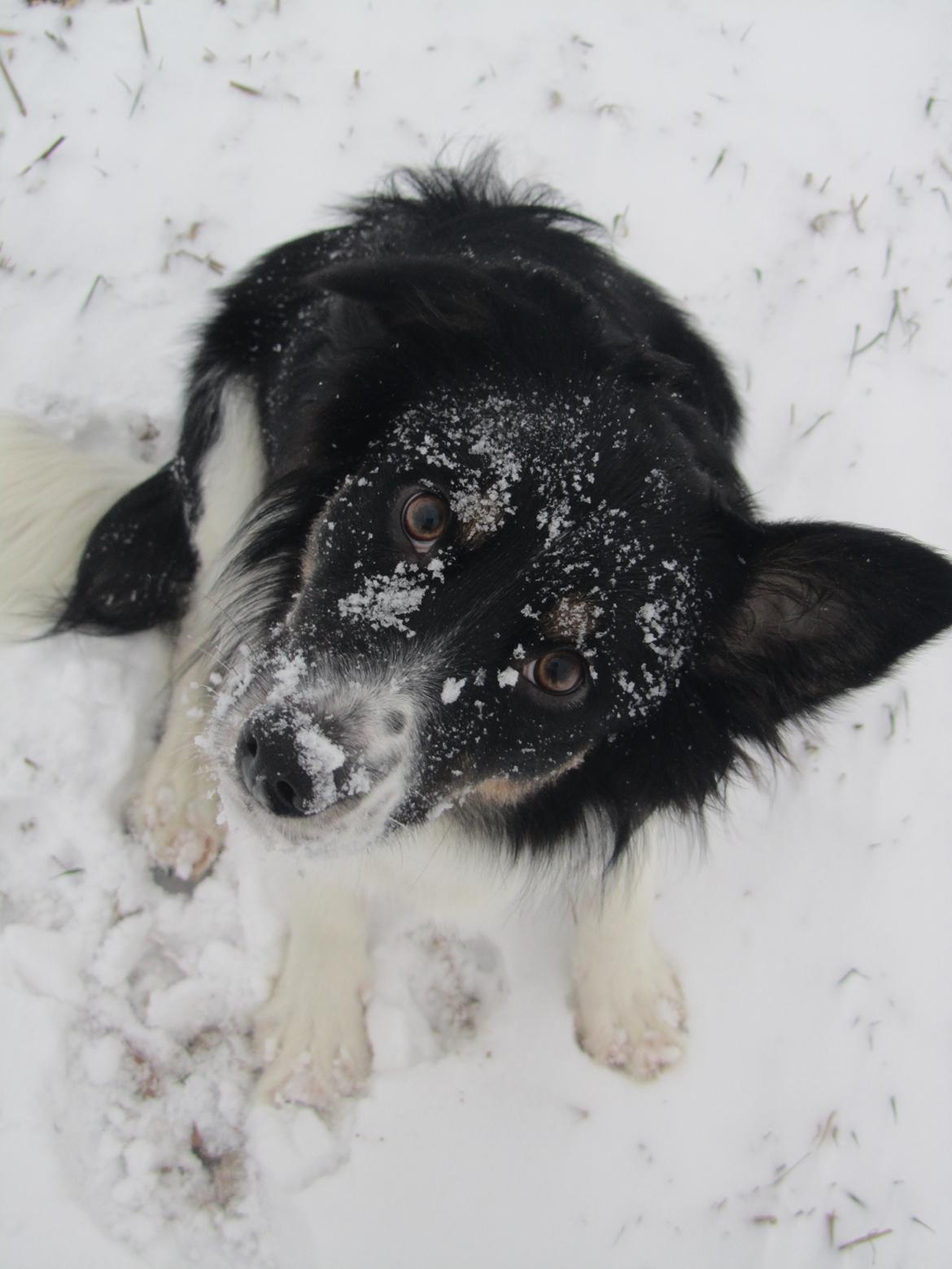 Border collie Mille - Sne er sjovt :) billede 3