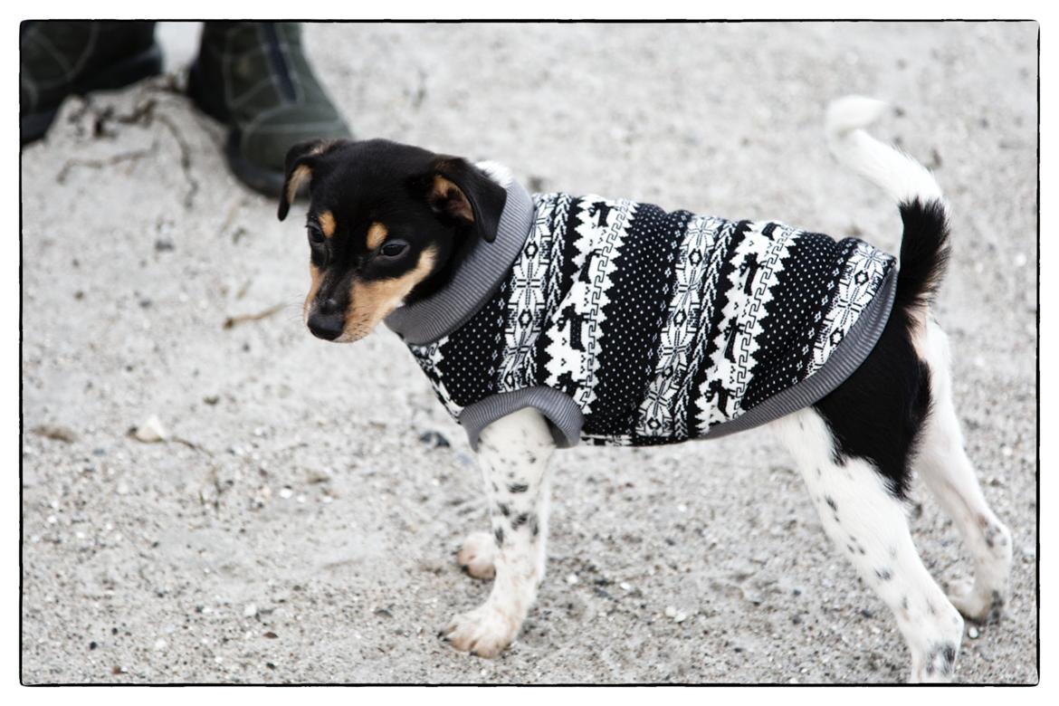 Dansk svensk gaardhund Balou billede 1