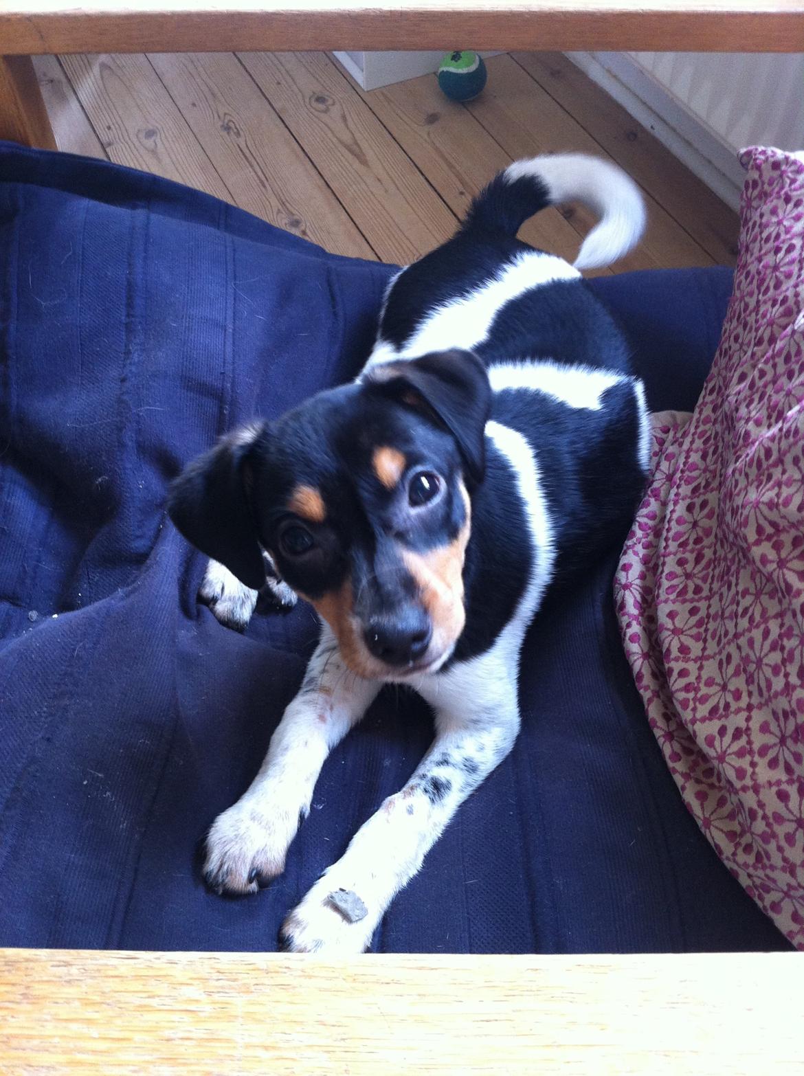 Dansk svensk gaardhund Balou billede 3