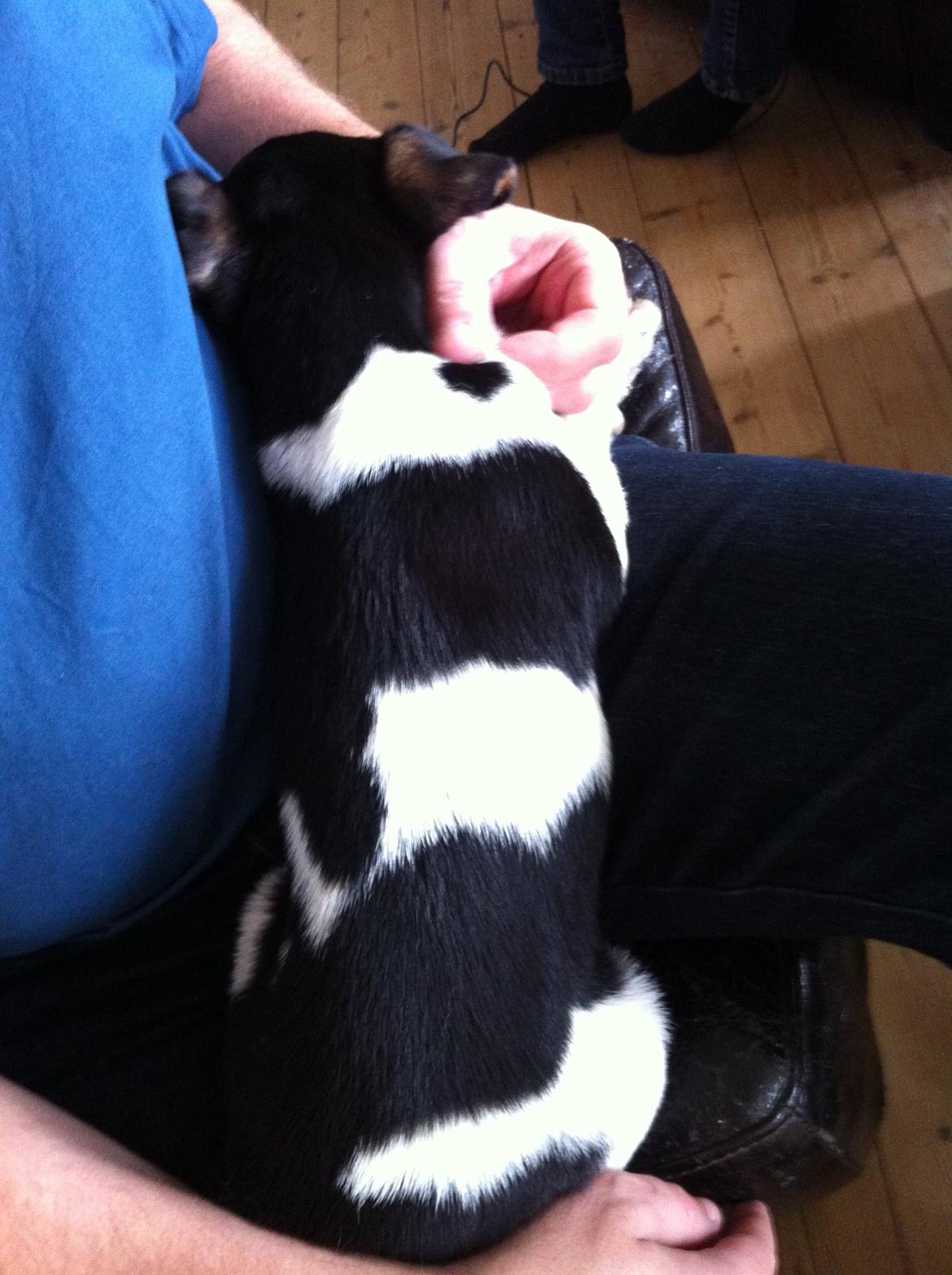 Dansk svensk gaardhund Balou billede 4