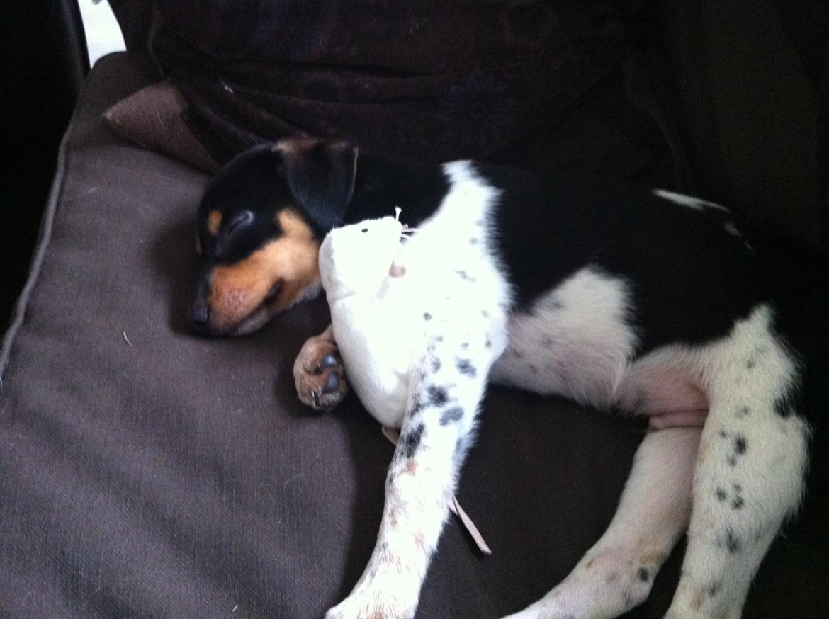 Dansk svensk gaardhund Balou billede 6