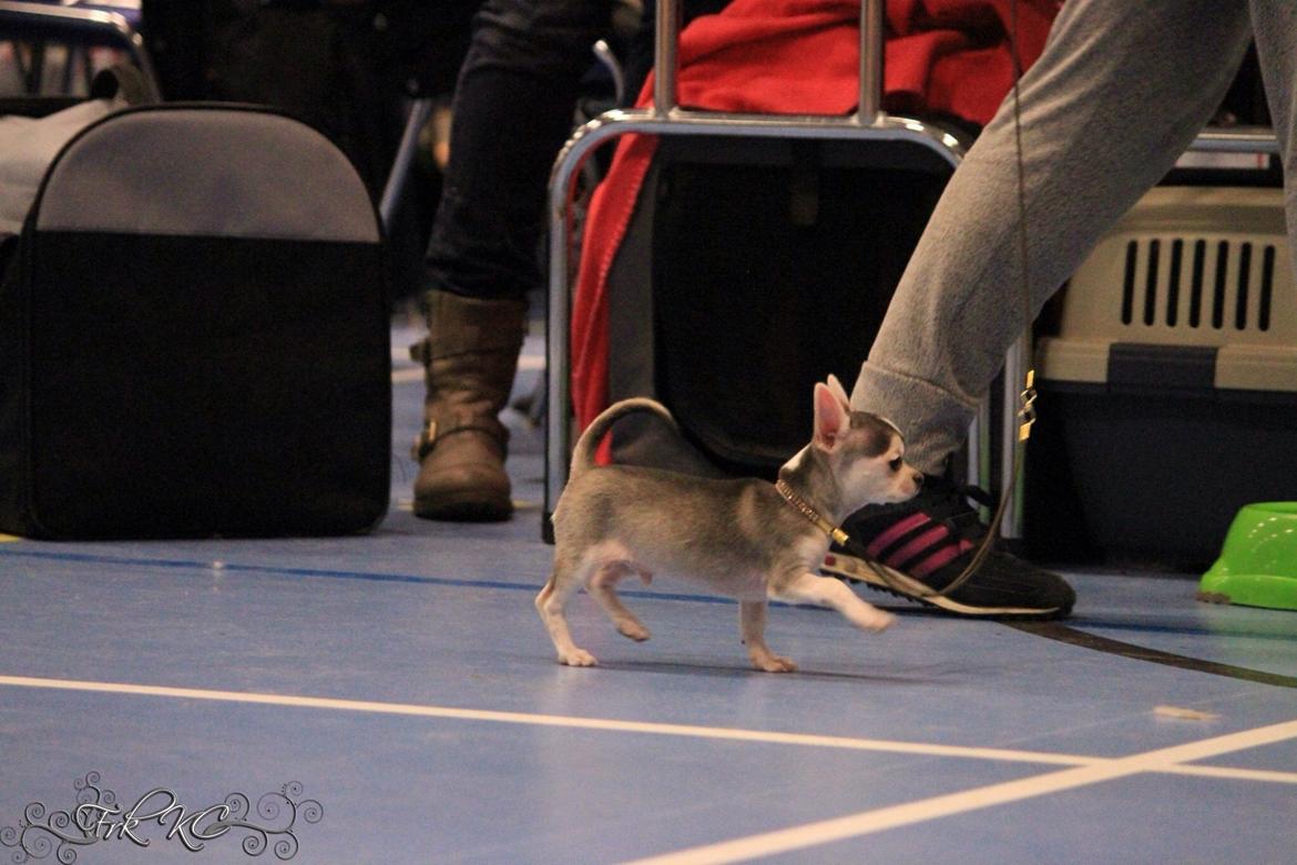 Chihuahua High Fly Zumo Last One billede 4