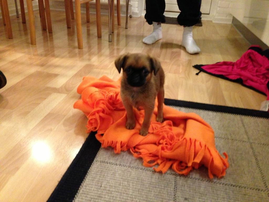 Griffon petit brabancon ONIKA - væk fra mor,far og søskende :o( er lige kommet hjem til os til aarhus fra fyn :o)))) billede 1