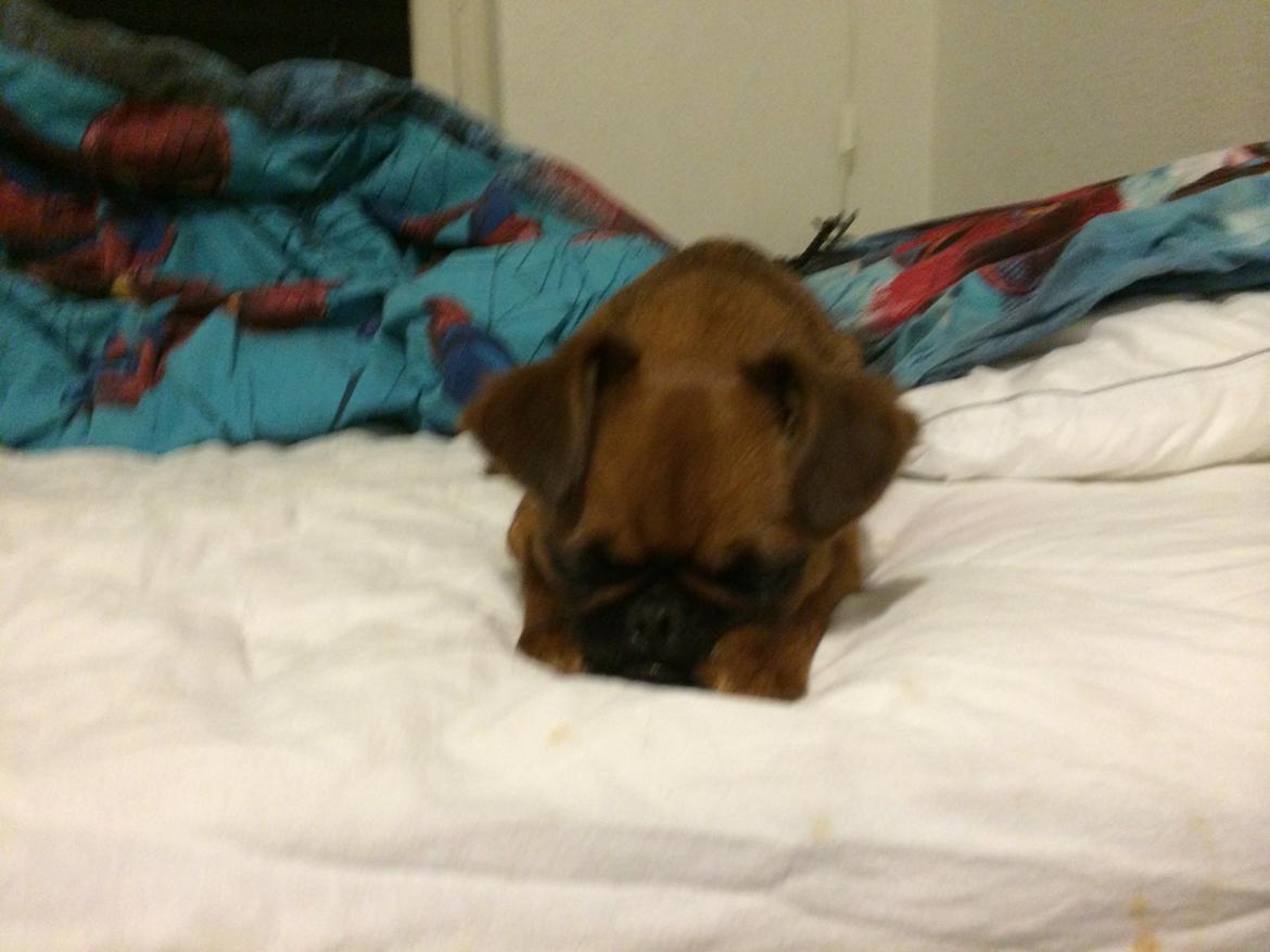 Griffon petit brabancon ONIKA - lege???any time billede 7