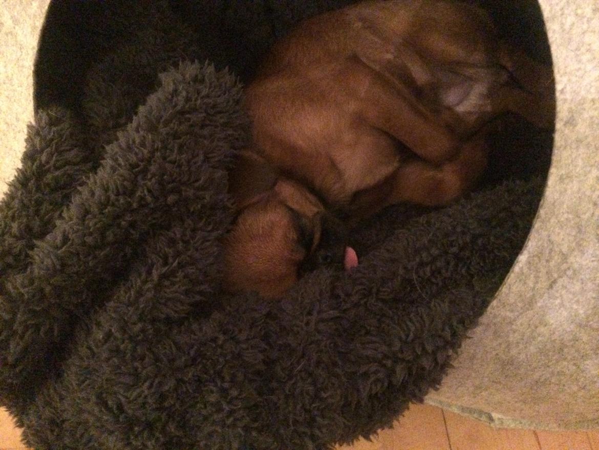 Griffon petit brabancon ONIKA - meget nomalt daglig dag i hunde lurpardiset :o)) billede 3