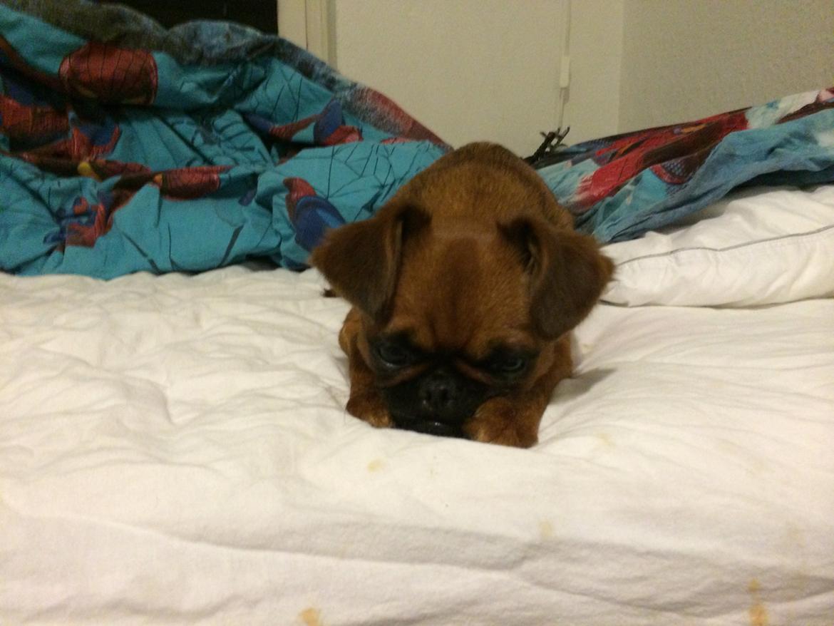 Griffon petit brabancon ONIKA - frække billede 5