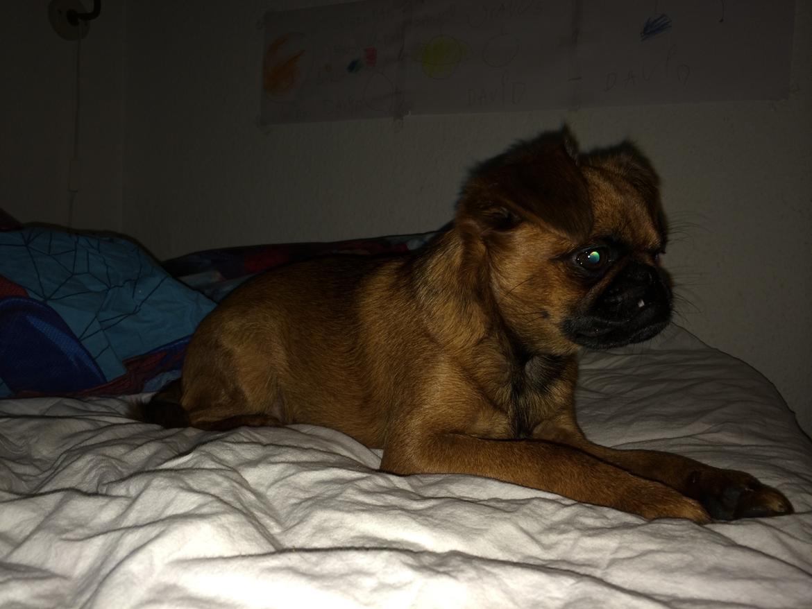 Griffon petit brabancon ONIKA - intet går mit næse forbi billede 8