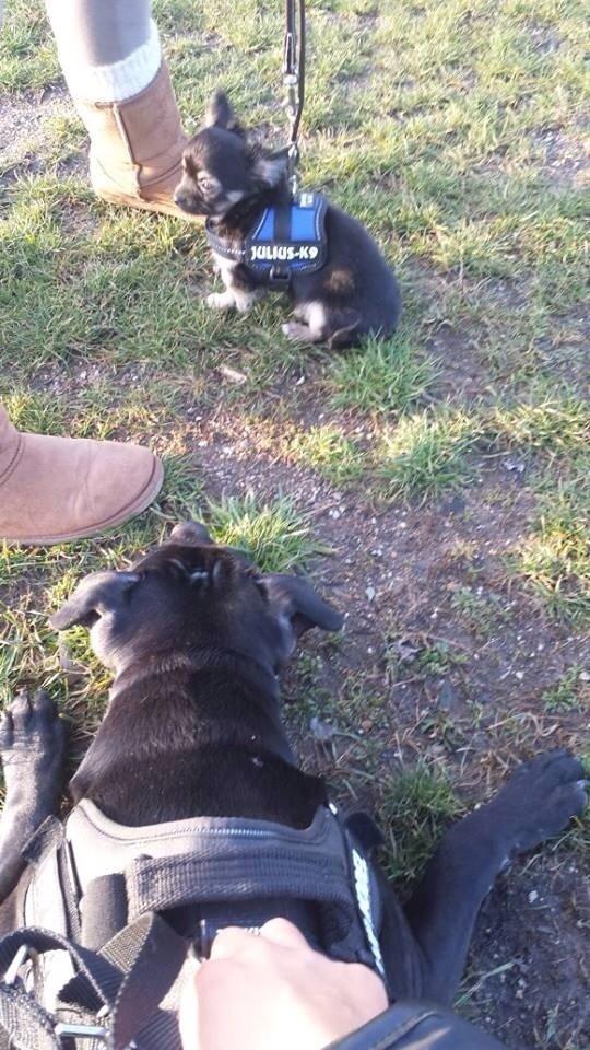 Chihuahua Milo billede 6